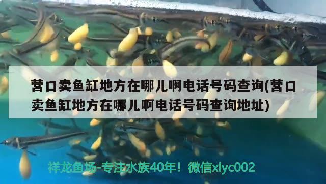 營口賣魚缸地方在哪兒啊電話號(hào)碼查詢(營口賣魚缸地方在哪兒啊電話號(hào)碼查詢地址) 九鼎魚缸