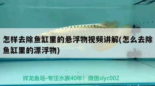 怎樣去除魚缸里的懸浮物視頻講解(怎么去除魚缸里的漂浮物)