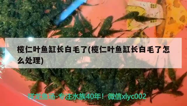 欖仁葉魚缸長白毛了(欖仁葉魚缸長白毛了怎么處理) 九鼎魚缸