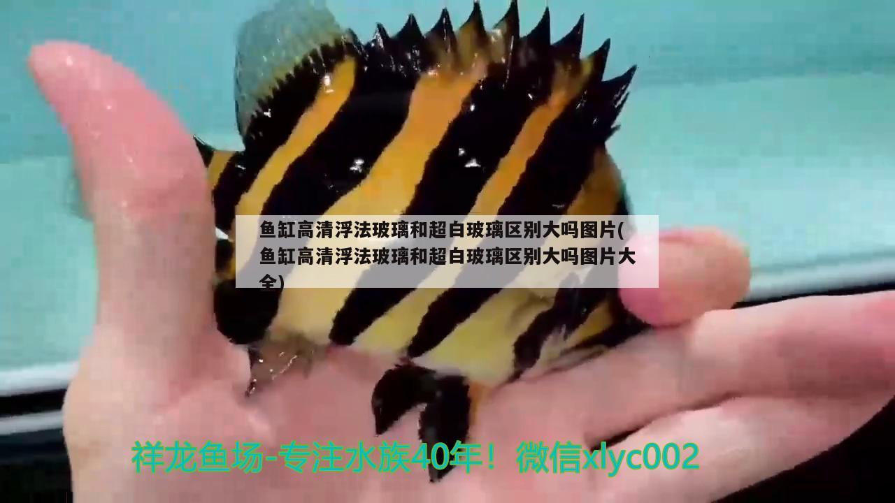 魚缸高清浮法玻璃和超白玻璃區(qū)別大嗎圖片(魚缸高清浮法玻璃和超白玻璃區(qū)別大嗎圖片大全) 南美異形觀賞魚