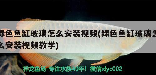 綠色魚缸玻璃怎么安裝視頻(綠色魚缸玻璃怎么安裝視頻教學(xué))