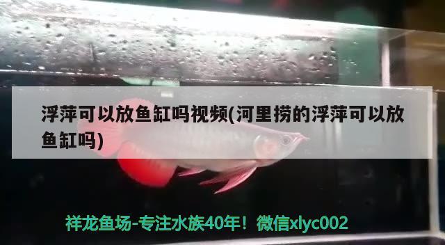 浮萍可以放魚缸嗎視頻(河里撈的浮萍可以放魚缸嗎) 電鰻