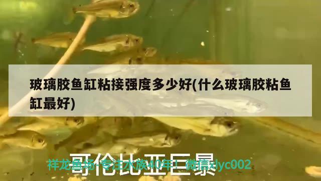 玻璃膠魚缸粘接強度多少好(什么玻璃膠粘魚缸最好)