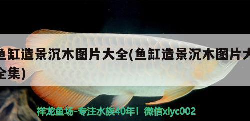 魚缸造景沉木圖片大全(魚缸造景沉木圖片大全集) 祥龍傳奇品牌魚缸