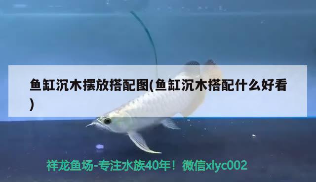 魚缸沉木擺放搭配圖(魚缸沉木搭配什么好看)