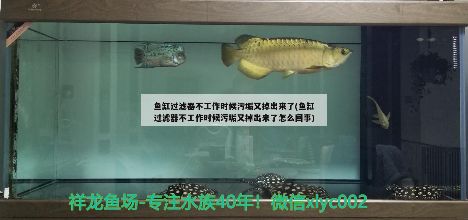 魚缸過濾器不工作時(shí)候污垢又掉出來了(魚缸過濾器不工作時(shí)候污垢又掉出來了怎么回事)