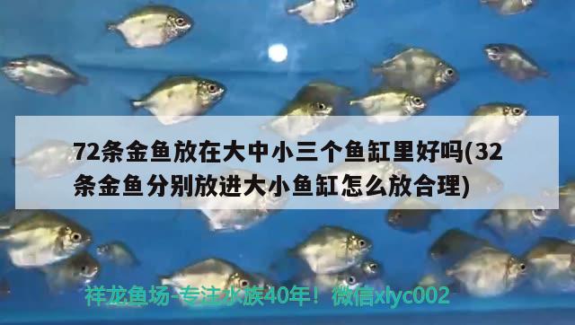 72條金魚(yú)放在大中小三個(gè)魚(yú)缸里好嗎(32條金魚(yú)分別放進(jìn)大小魚(yú)缸怎么放合理)