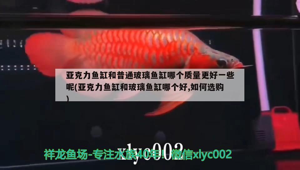 亞克力魚缸和普通玻璃魚缸哪個(gè)質(zhì)量更好一些呢(亞克力魚缸和玻璃魚缸哪個(gè)好,如何選購)