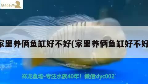 家里養(yǎng)倆魚缸好不好(家里養(yǎng)倆魚缸好不好) 福滿鉆魚