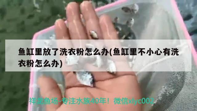 魚缸里放了洗衣粉怎么辦(魚缸里不小心有洗衣粉怎么辦) 馬拉莫寶石魚