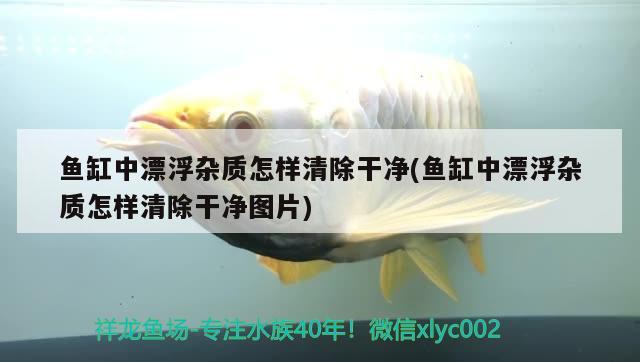 魚缸中漂浮雜質(zhì)怎樣清除干凈(魚缸中漂浮雜質(zhì)怎樣清除干凈圖片) 麥肯斯銀版魚