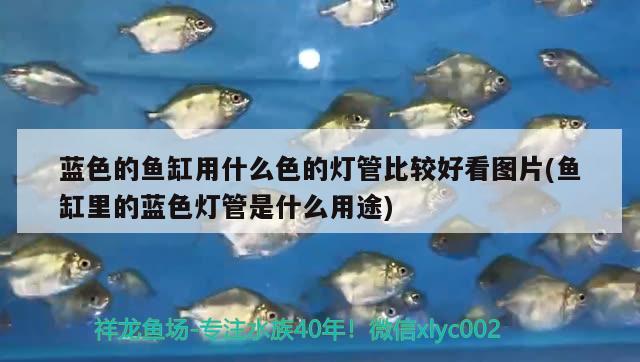 藍(lán)色的魚缸用什么色的燈管比較好看圖片(魚缸里的藍(lán)色燈管是什么用途) 撒旦鴨嘴魚