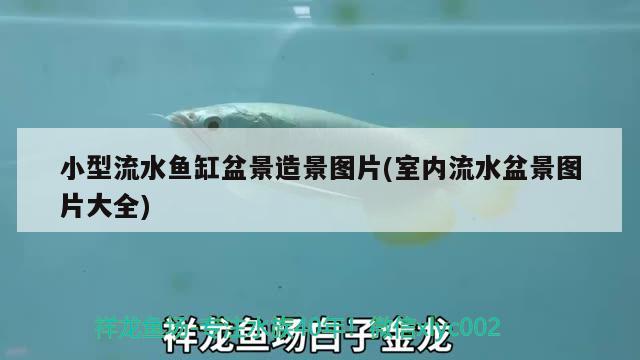 小型流水魚缸盆景造景圖片(室內(nèi)流水盆景圖片大全) 巴西亞魚苗