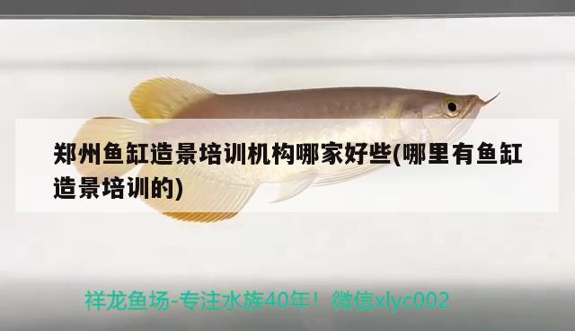 鄭州魚缸造景培訓(xùn)機構(gòu)哪家好些(哪里有魚缸造景培訓(xùn)的)