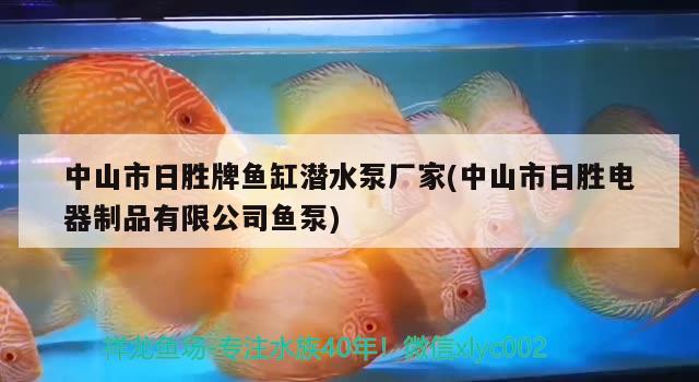 中山市日勝牌魚缸潛水泵廠家(中山市日勝電器制品有限公司魚泵) 觀賞魚市場（混養(yǎng)魚）