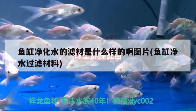 魚缸凈化水的濾材是什么樣的啊圖片(魚缸凈水過濾材料) 白寫錦鯉魚