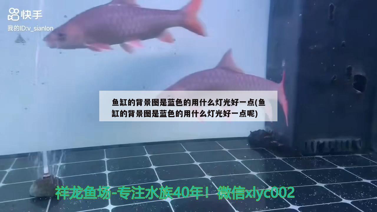 魚缸的背景圖是藍色的用什么燈光好一點(魚缸的背景圖是藍色的用什么燈光好一點呢) 魚缸凈水劑