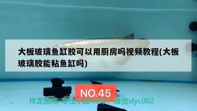 大板玻璃魚(yú)缸膠可以用廚房嗎視頻教程(大板玻璃膠能粘魚(yú)缸嗎) 埃及神仙魚(yú)