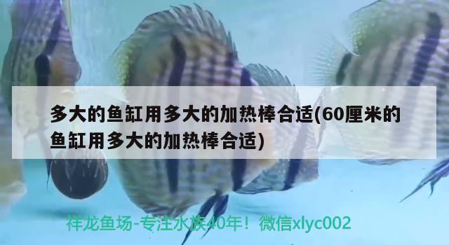 多大的魚缸用多大的加熱棒合適(60厘米的魚缸用多大的加熱棒合適) 成吉思汗鯊（球鯊）魚