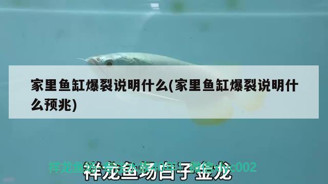 家里魚缸爆裂說明什么(家里魚缸爆裂說明什么預(yù)兆) 杰西卡恐龍魚