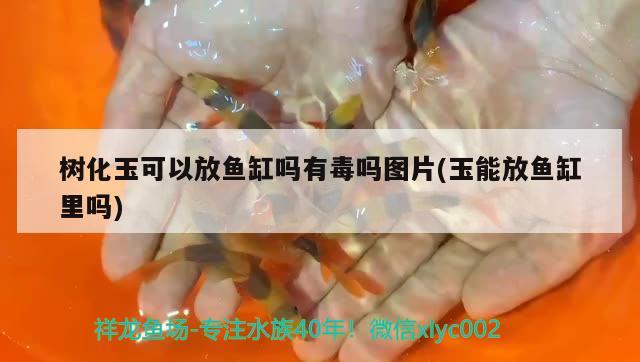 樹化玉可以放魚缸嗎有毒嗎圖片(玉能放魚缸里嗎)