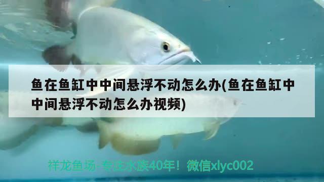 魚在魚缸中中間懸浮不動怎么辦(魚在魚缸中中間懸浮不動怎么辦視頻) 南美異型魚