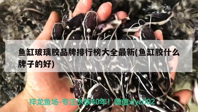 魚缸玻璃膠品牌排行榜大全最新(魚缸膠什么牌子的好) 綠皮辣椒小紅龍