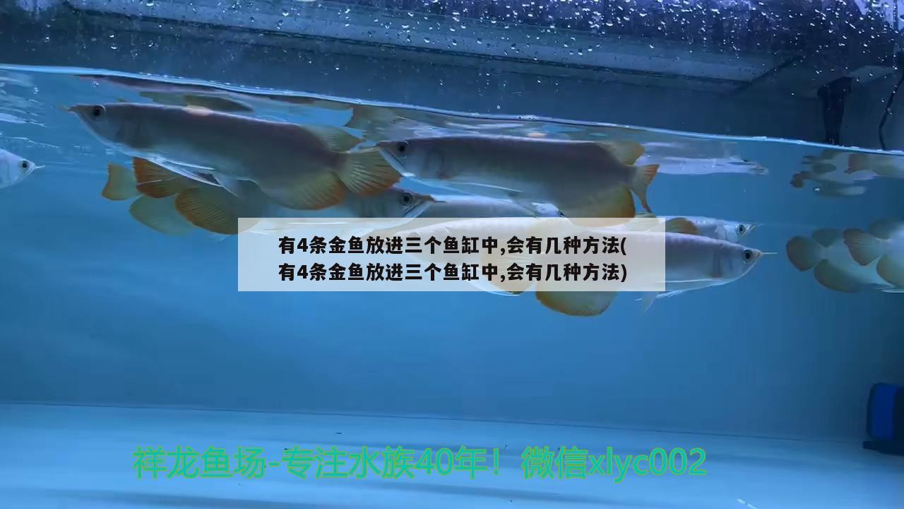 有4條金魚放進三個魚缸中,會有幾種方法(有4條金魚放進三個魚缸中,會有幾種方法) 赤荔鳳冠魚