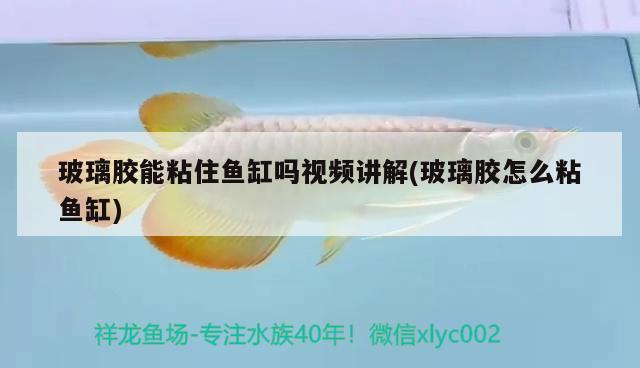 玻璃膠能粘住魚(yú)缸嗎視頻講解(玻璃膠怎么粘魚(yú)缸) 白子銀版魚(yú)