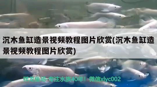 沉木魚(yú)缸造景視頻教程圖片欣賞(沉木魚(yú)缸造景視頻教程圖片欣賞)