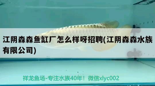 江陰森森魚缸廠怎么樣呀招聘(江陰森森水族有限公司) 巨骨舌魚