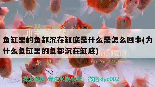 魚缸里的魚都沉在缸底是什么是怎么回事(為什么魚缸里的魚都沉在缸底) 胭脂孔雀龍魚