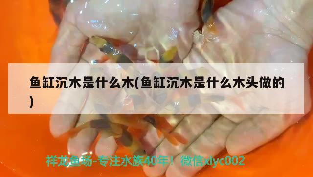 魚缸沉木是什么木(魚缸沉木是什么木頭做的)