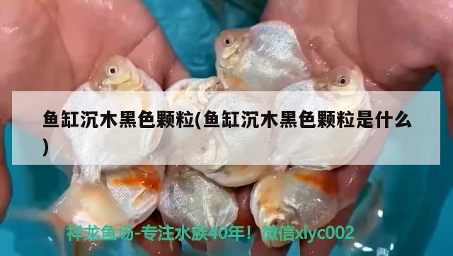 魚(yú)缸沉木黑色顆粒(魚(yú)缸沉木黑色顆粒是什么)