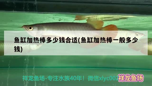 魚缸加熱棒多少錢合適(魚缸加熱棒一般多少錢) 觀賞魚