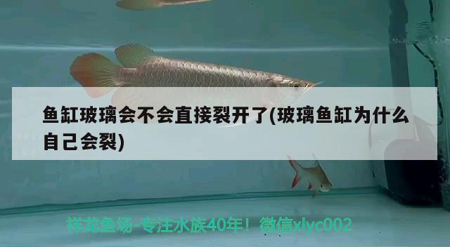 魚(yú)缸玻璃會(huì)不會(huì)直接裂開(kāi)了(玻璃魚(yú)缸為什么自己會(huì)裂) 赤荔鳳冠魚(yú)