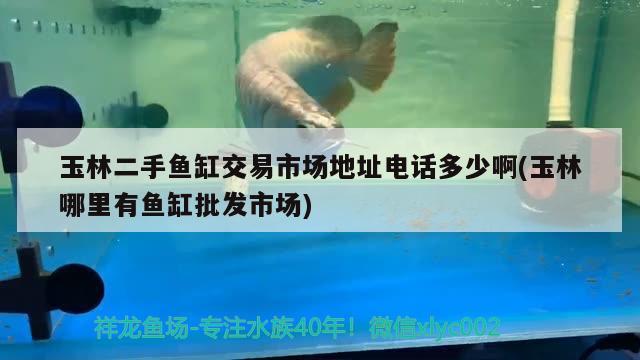 玉林二手魚缸交易市場地址電話多少啊(玉林哪里有魚缸批發(fā)市場) 印尼小紅龍