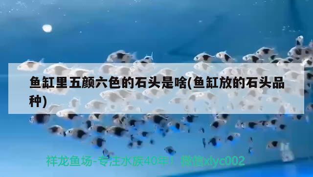 魚缸里五顏六色的石頭是啥(魚缸放的石頭品種) 白化火箭魚