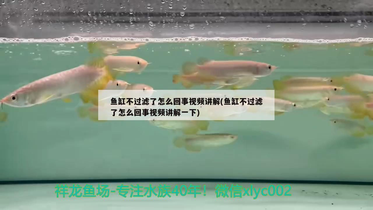 魚缸不過濾了怎么回事視頻講解(魚缸不過濾了怎么回事視頻講解一下) 大白鯊魚