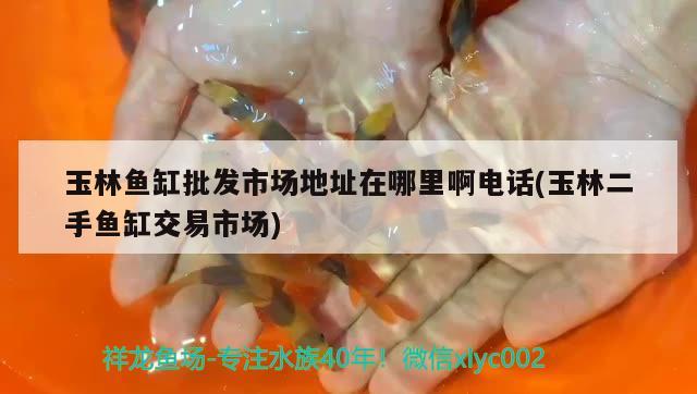 玉林魚缸批發(fā)市場地址在哪里啊電話(玉林二手魚缸交易市場) 魚糧魚藥