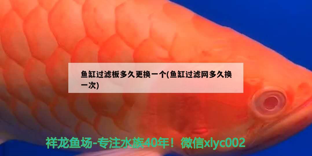 魚缸過濾板多久更換一個(魚缸過濾網多久換一次) 財神鸚鵡魚