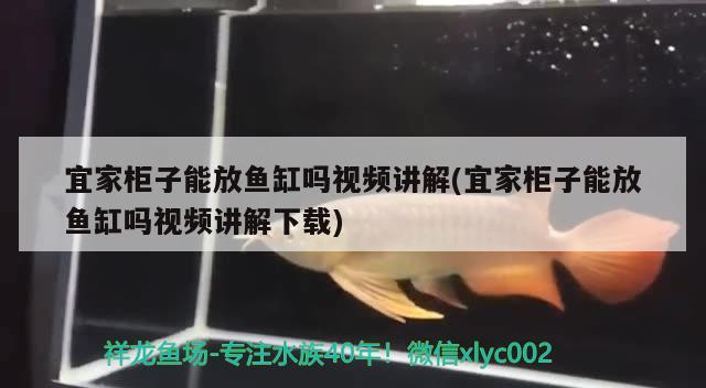 宜家柜子能放魚缸嗎視頻講解(宜家柜子能放魚缸嗎視頻講解下載) 彩鰈魚缸（彩蝶魚缸）