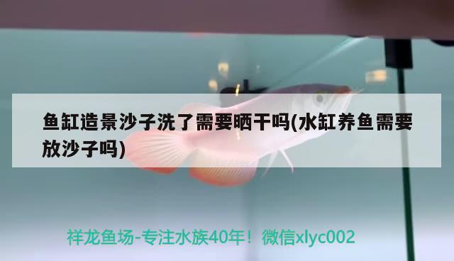 魚缸造景沙子洗了需要曬干嗎(水缸養(yǎng)魚需要放沙子嗎) 藍(lán)底過背金龍魚