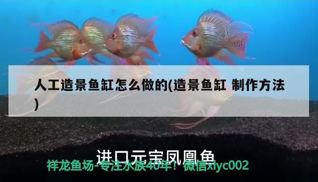 人工造景魚缸怎么做的(造景魚缸制作方法) 斑馬鴨嘴魚苗