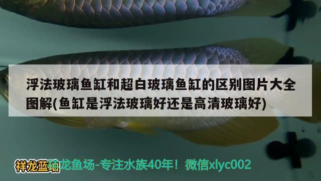 浮法玻璃魚缸和超白玻璃魚缸的區(qū)別圖片大全圖解(魚缸是浮法玻璃好還是高清玻璃好) 七彩神仙魚