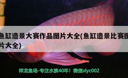 魚缸造景大賽作品圖片大全(魚缸造景比賽圖片大全) 申古銀版魚