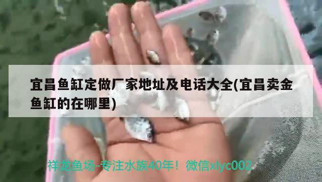 宜昌魚缸定做廠家地址及電話大全(宜昌賣金魚缸的在哪里) 紅老虎魚