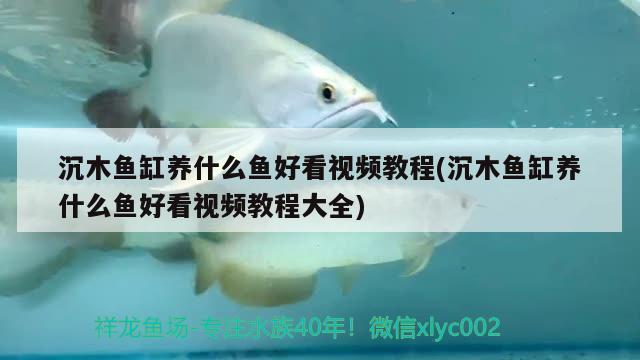 沉木魚(yú)缸養(yǎng)什么魚(yú)好看視頻教程(沉木魚(yú)缸養(yǎng)什么魚(yú)好看視頻教程大全) 銀河星鉆魚(yú)