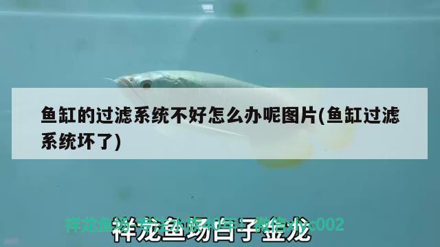 魚(yú)缸的過(guò)濾系統(tǒng)不好怎么辦呢圖片(魚(yú)缸過(guò)濾系統(tǒng)壞了) 魟魚(yú)百科