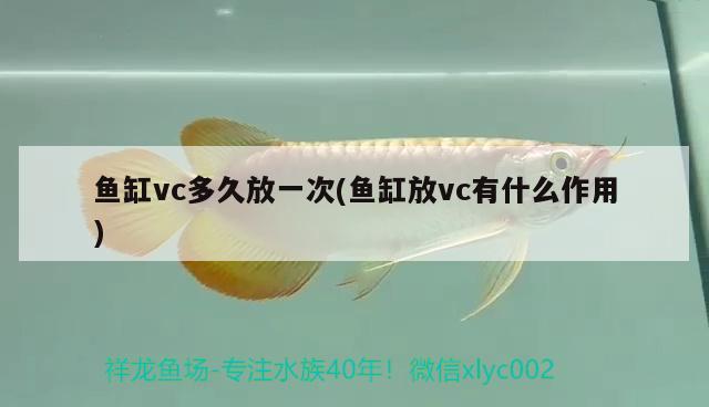 魚缸vc多久放一次(魚缸放vc有什么作用) 巴西亞魚